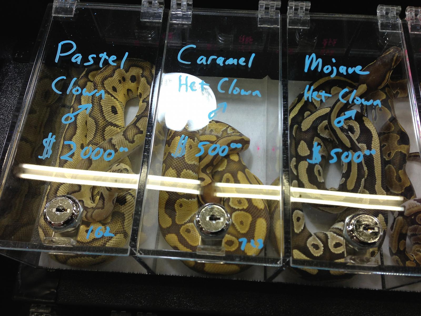 Mn reptile show