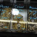 Mn reptile show