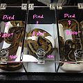 Mn reptile show