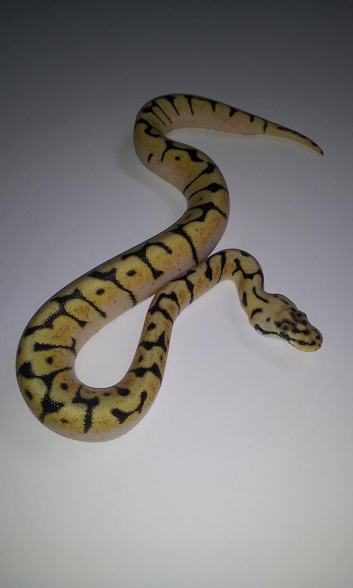 Bumblebee Female