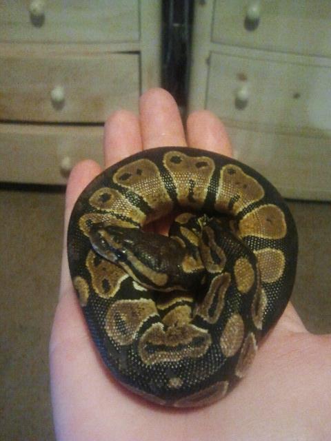 New Snake