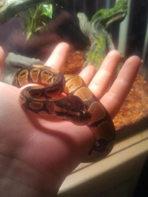 New Snake
