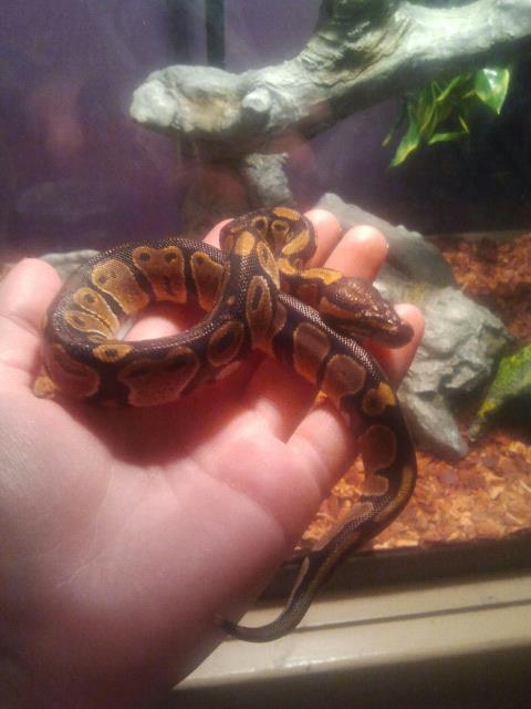 New Snake