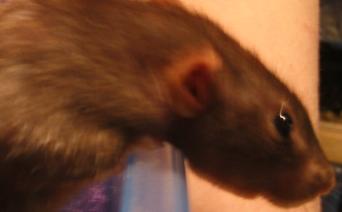 ratttts