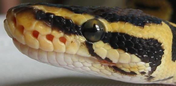 pastelCloseup_9555