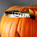 Honey, why does the snake smell like pumpkin?