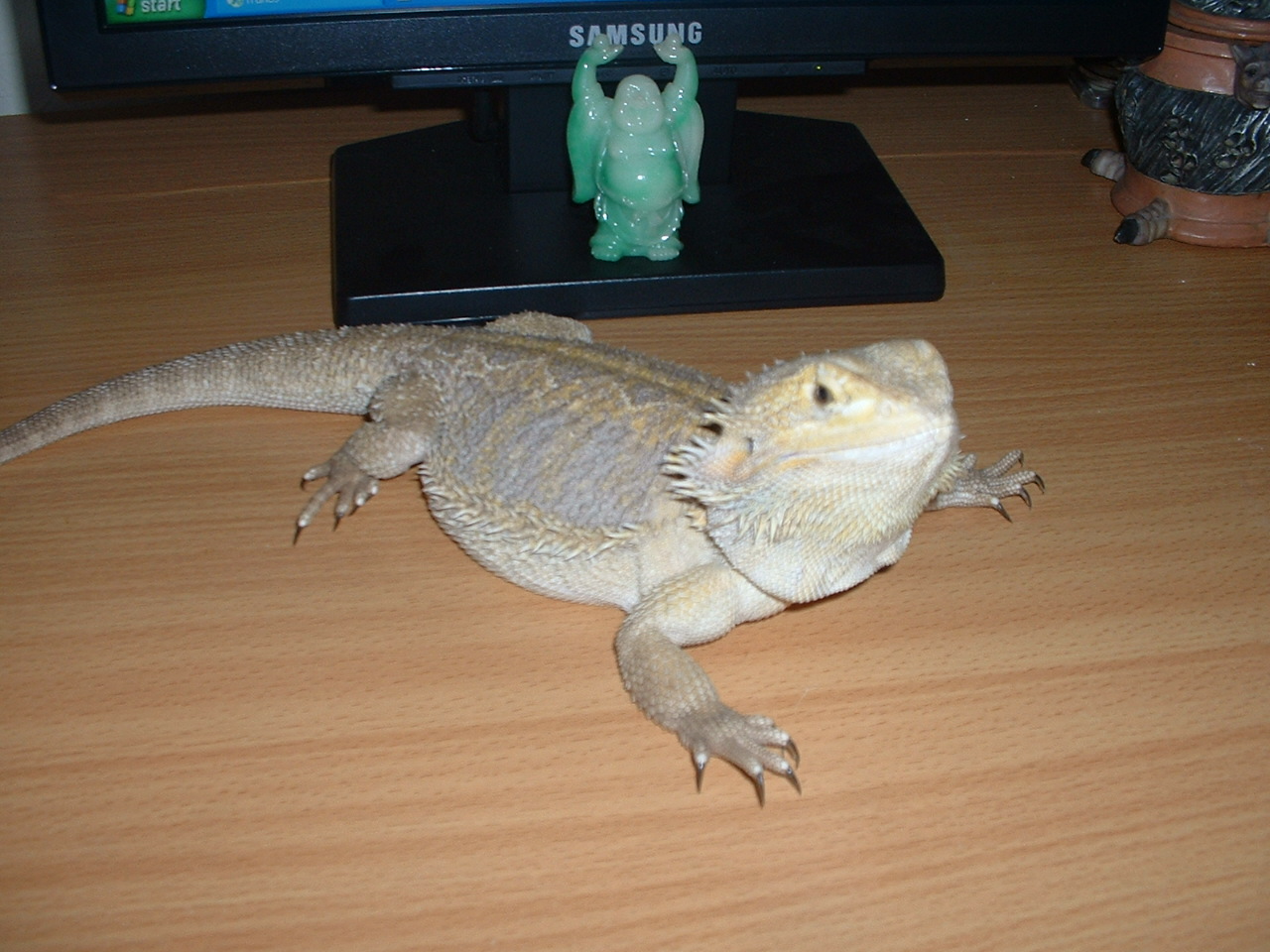 Nubbie