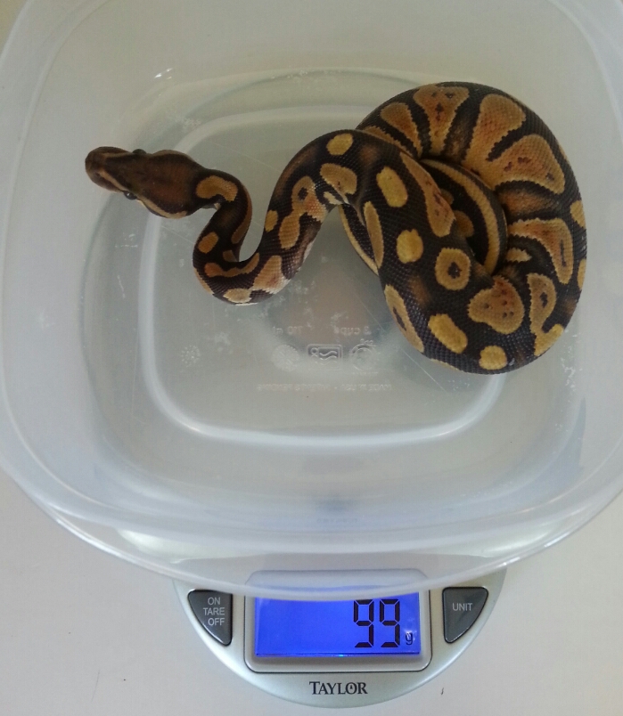 Weigh-in