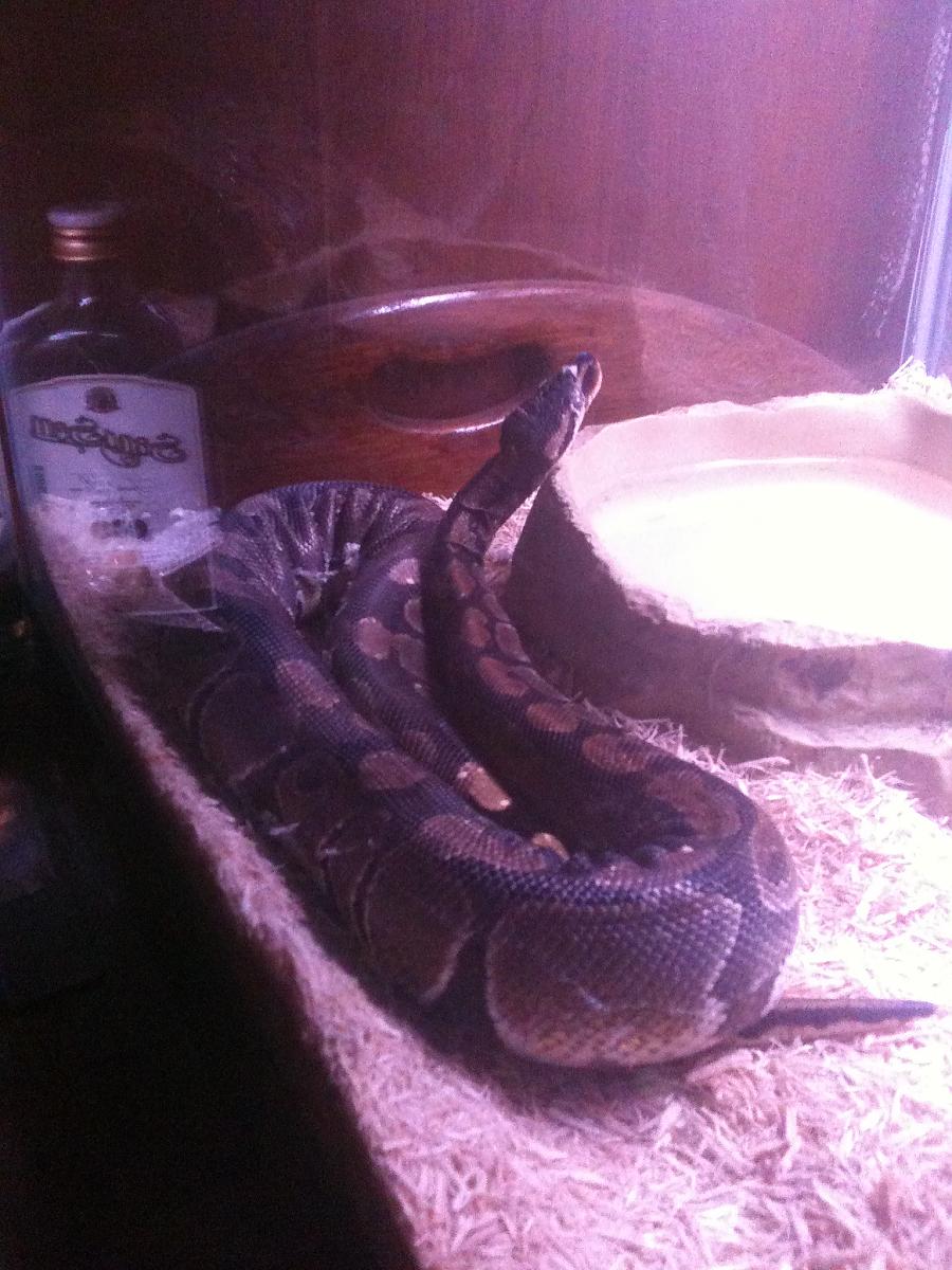 our snakes