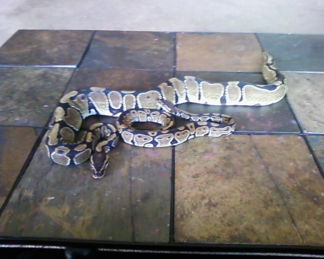 our snakes