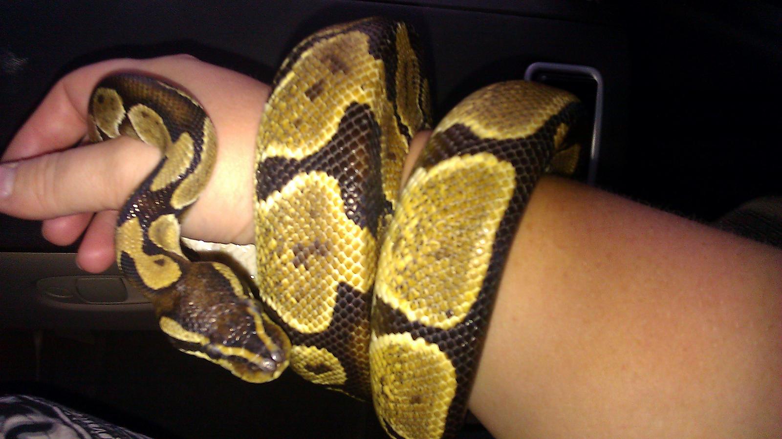 Ball Python