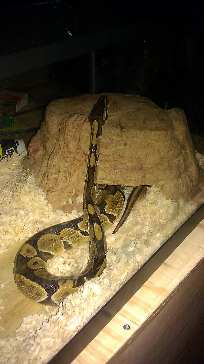 Ball Python