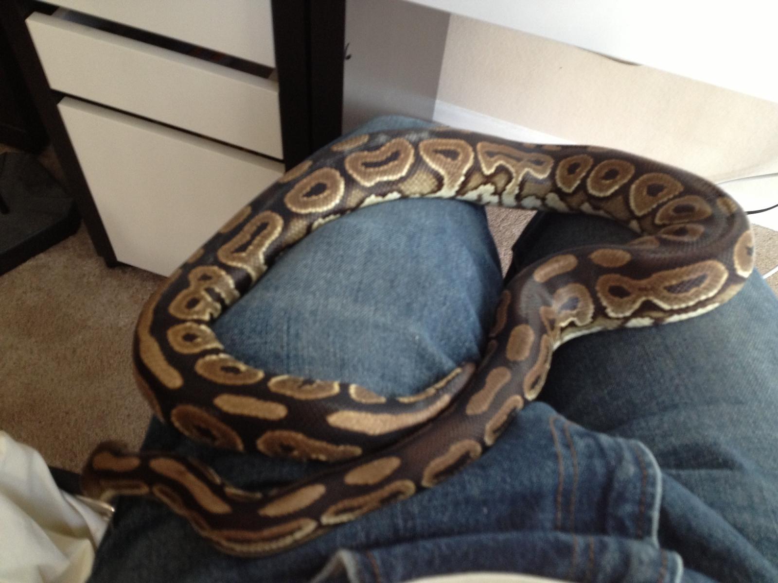 mojave