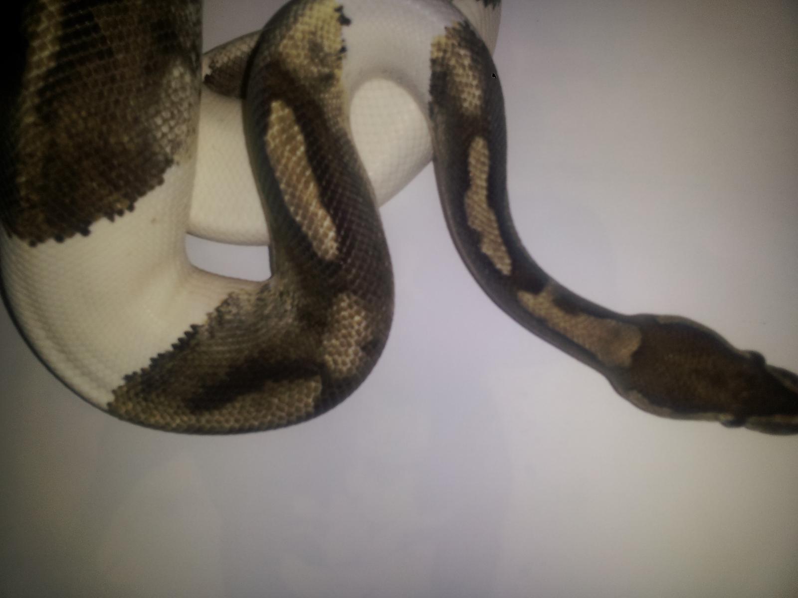 2010 axanthic pied