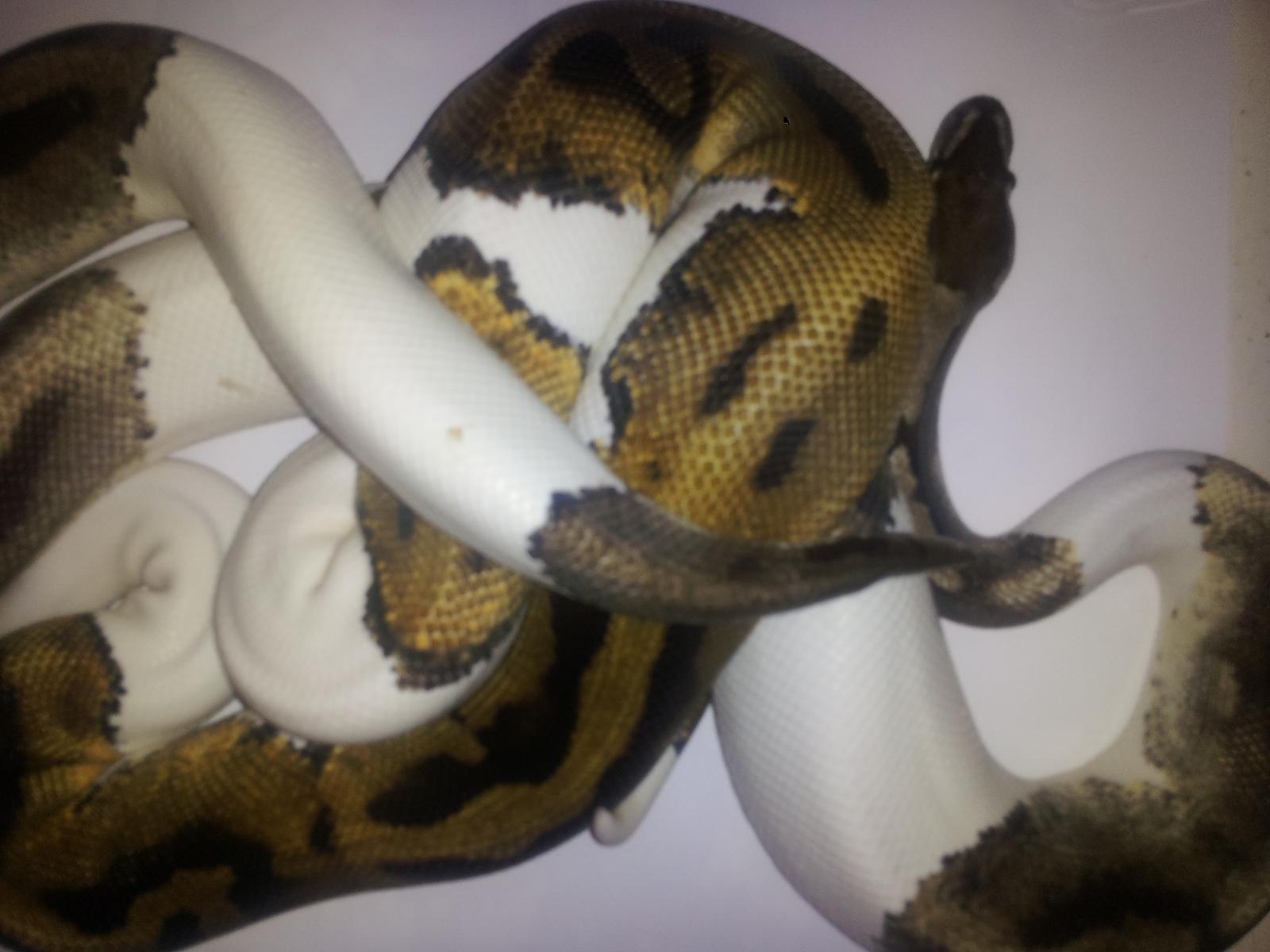 Axanthic pied ball python