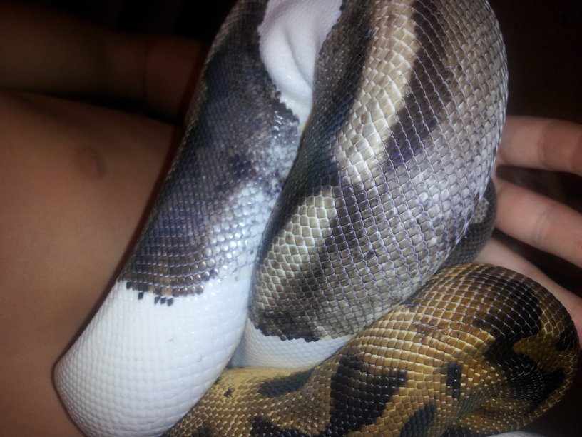 Axanthic pied ball python