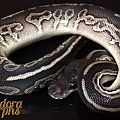 Black Pearl aka Huffman Black Pastel 