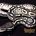 Huffman Pastel Lesser 