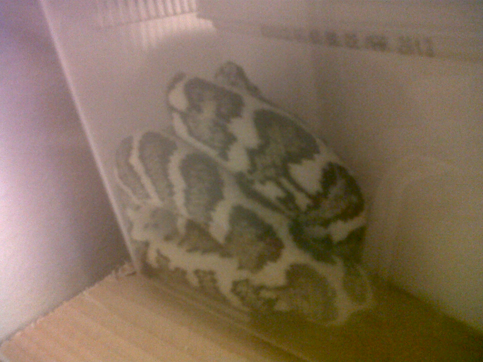 my carpet python