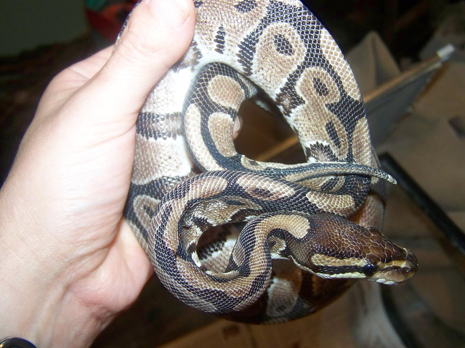 The top and head of my bp