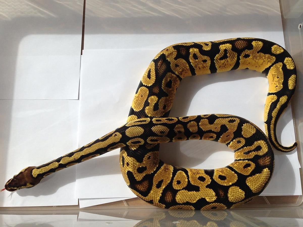 Female Pastel 2012