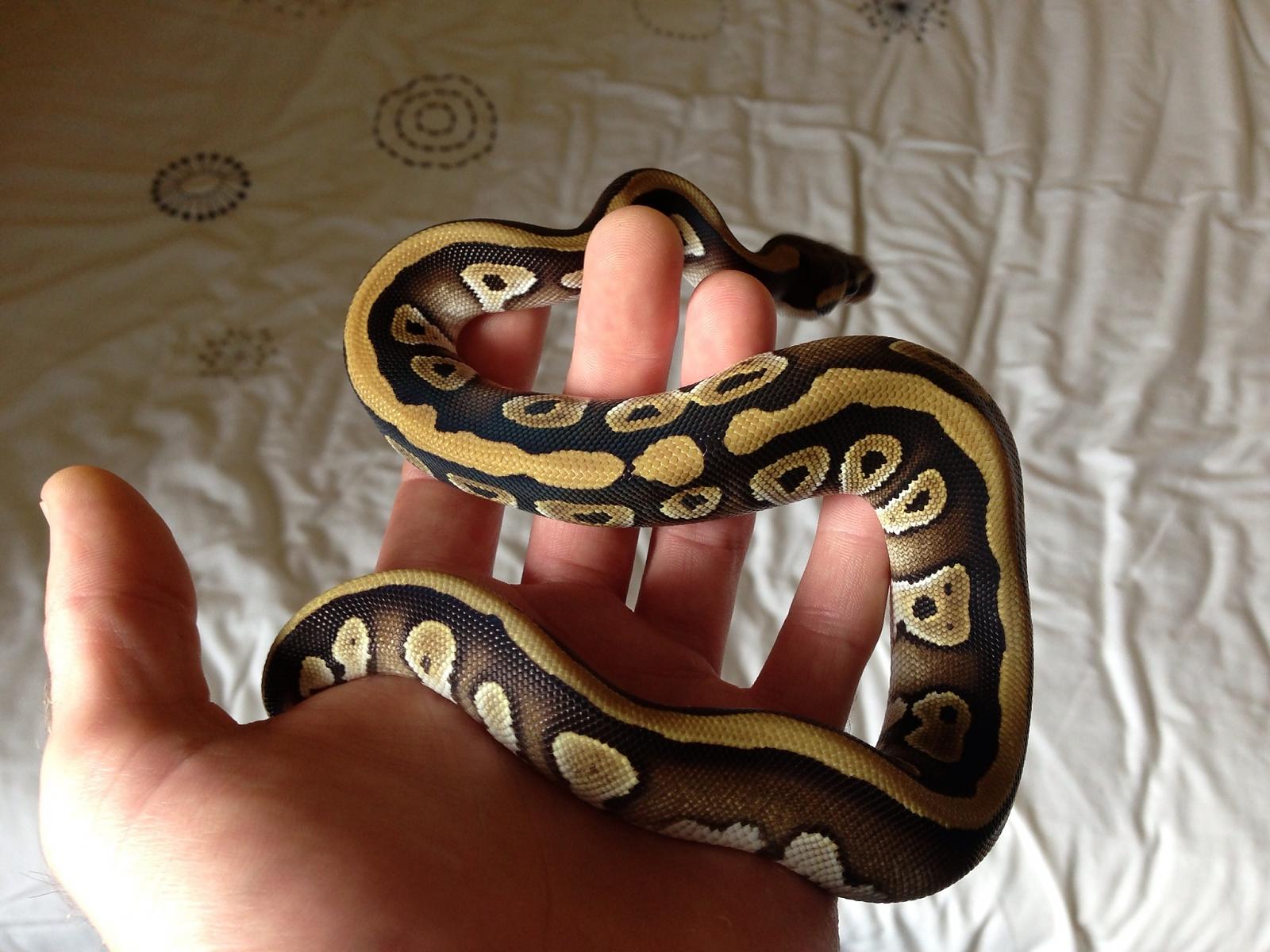 Female Mojave 2013