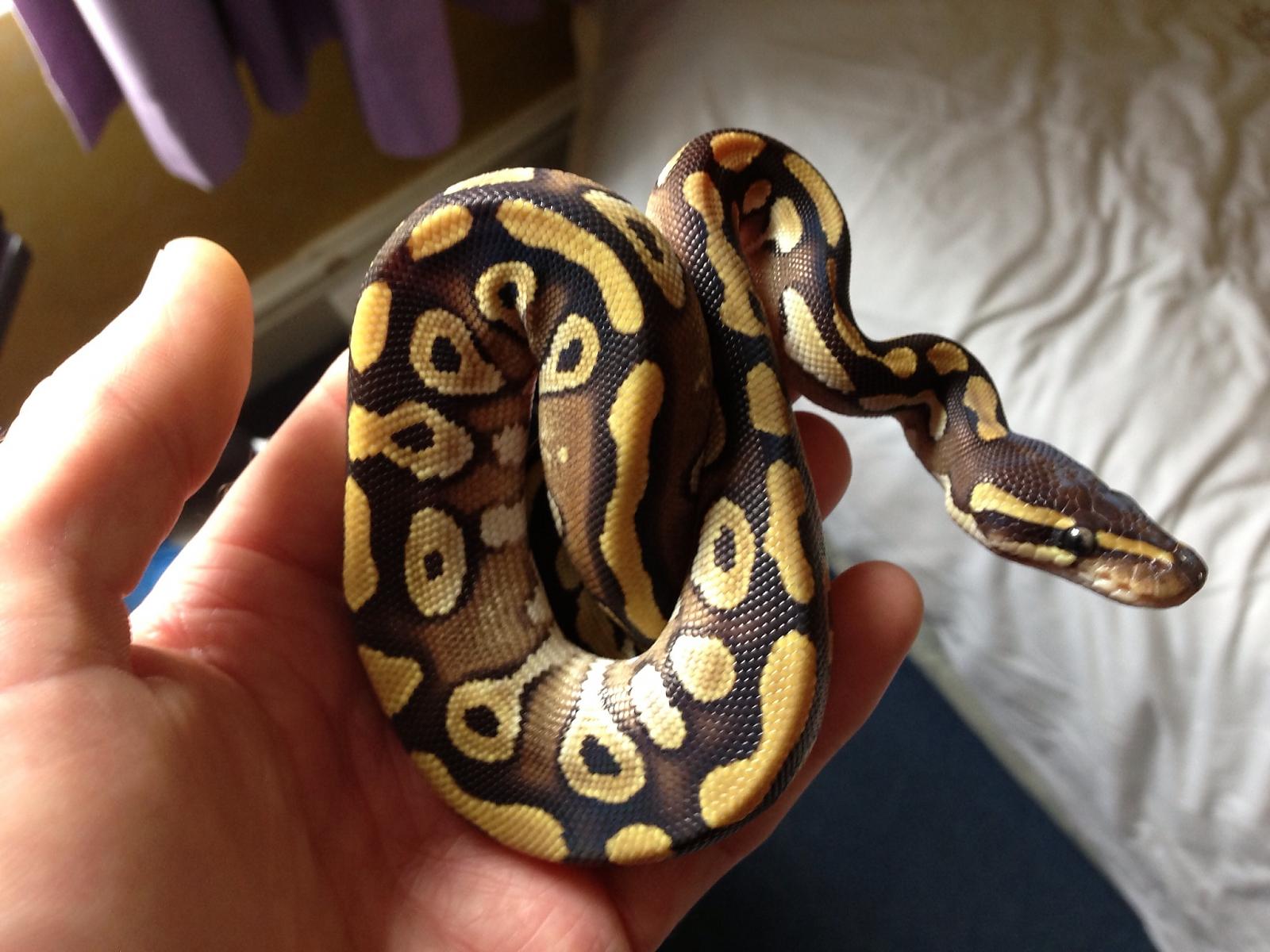 Male Mojave 2013