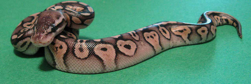 New Pewter Hatched 08-16-08