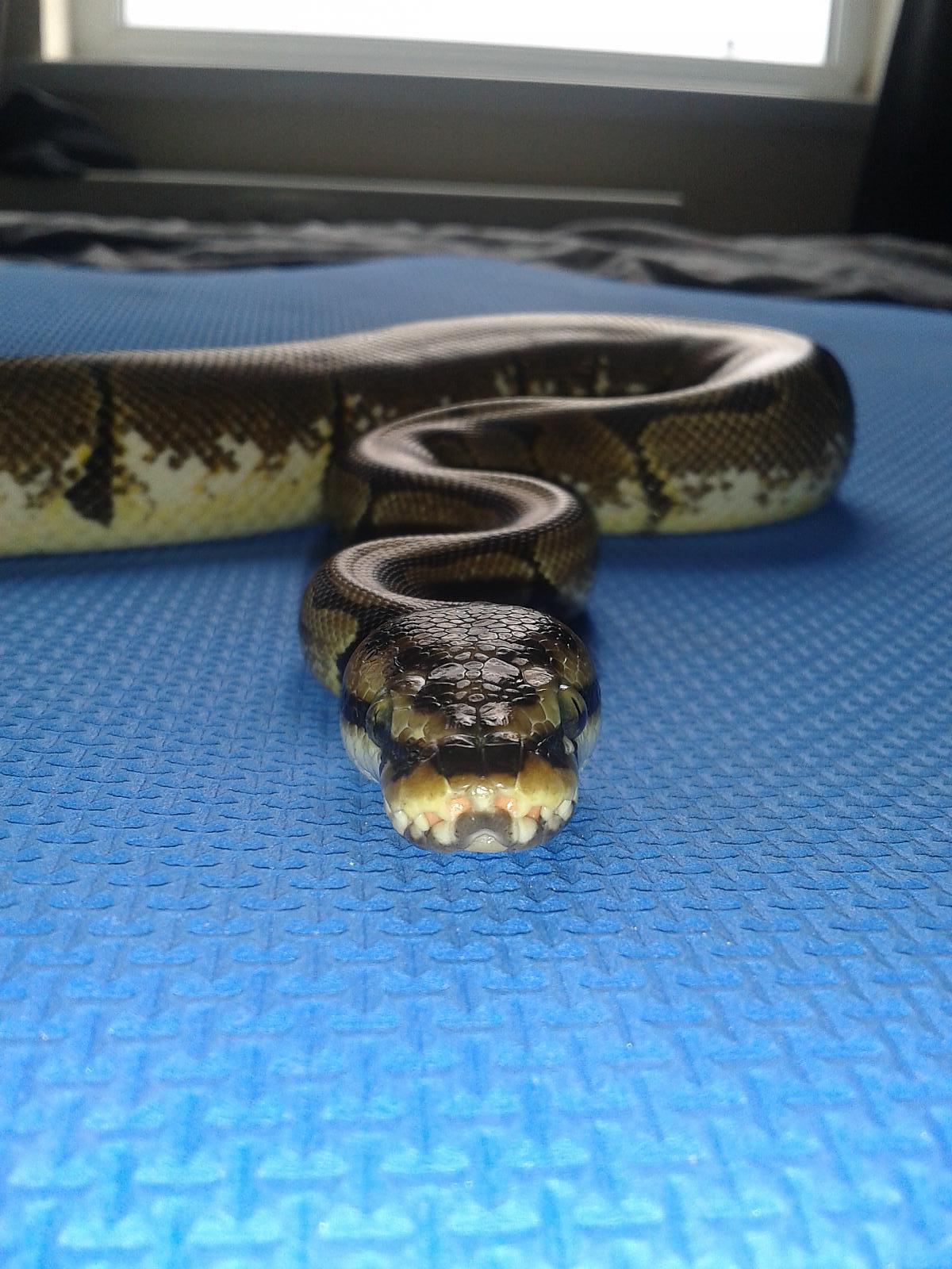 Spider Ball Python