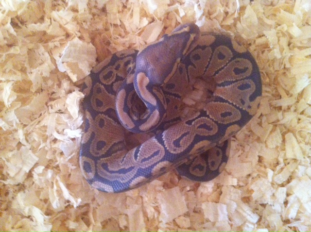 My 1st BP