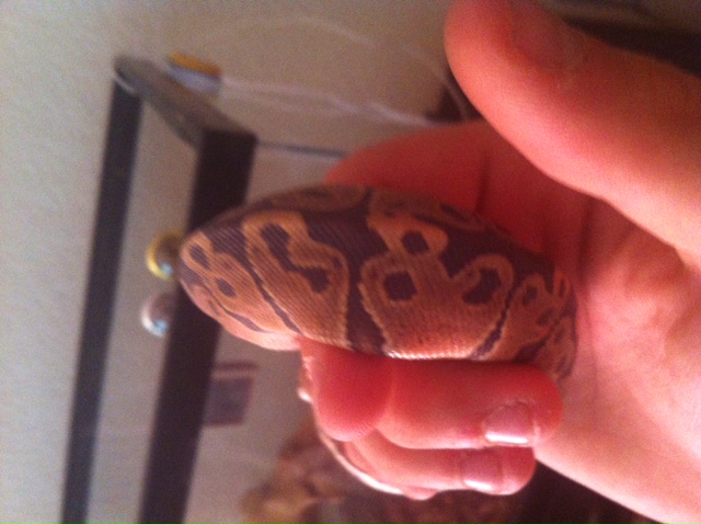 1st BP