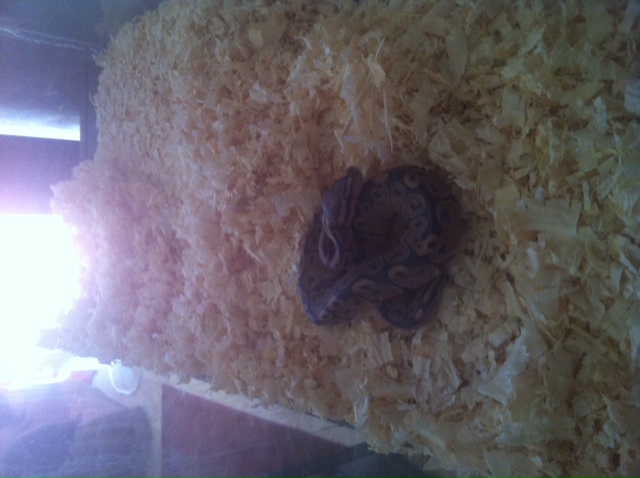 My 1st BP