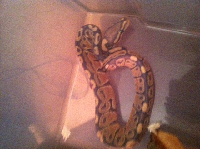 My 1st BP
