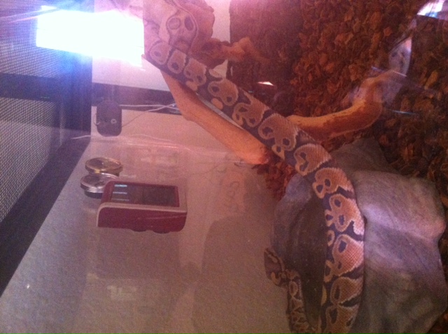 1st BP