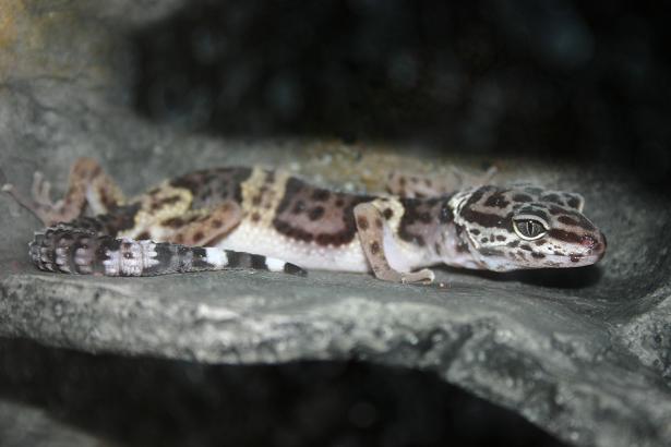 Cameron...my Leopard Gecko