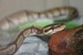 Monty...my Ball Python