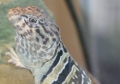 Dakota...my Collared Lizard