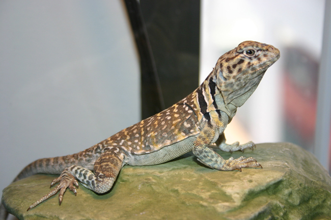 Dakota...posing for the camera