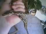 Bo's pic