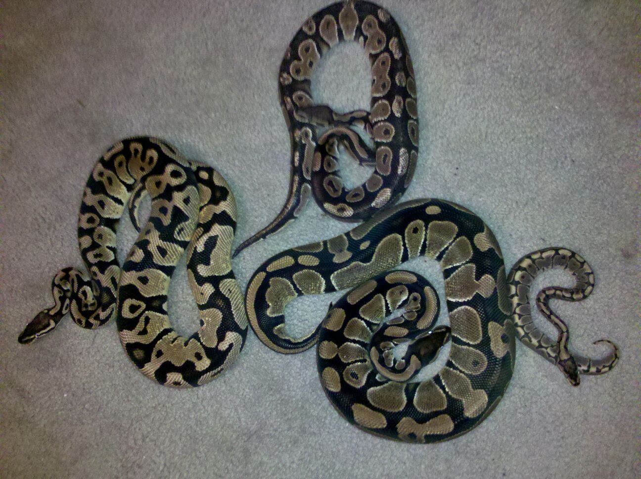 My Balls :)