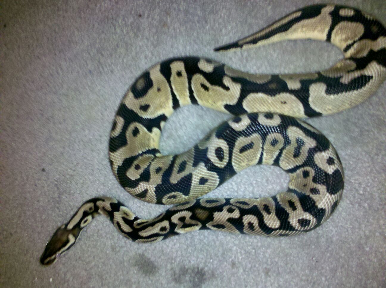 M pastel 1100Grams "Daddy"
