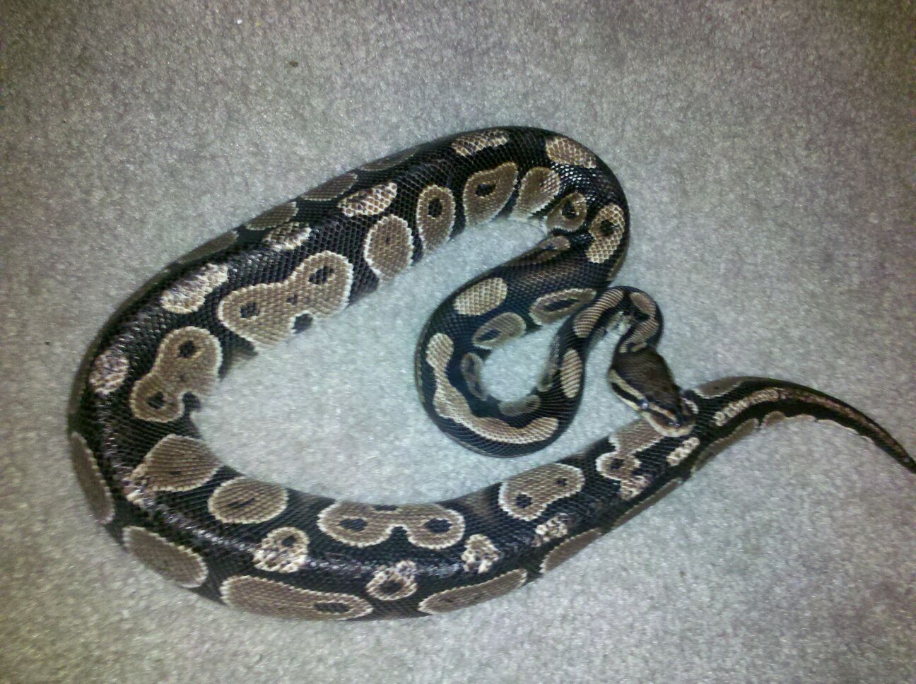 F Normal 600Grams "Skinny" (rescued)