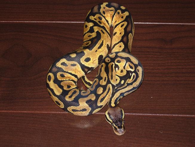 Snakes 010