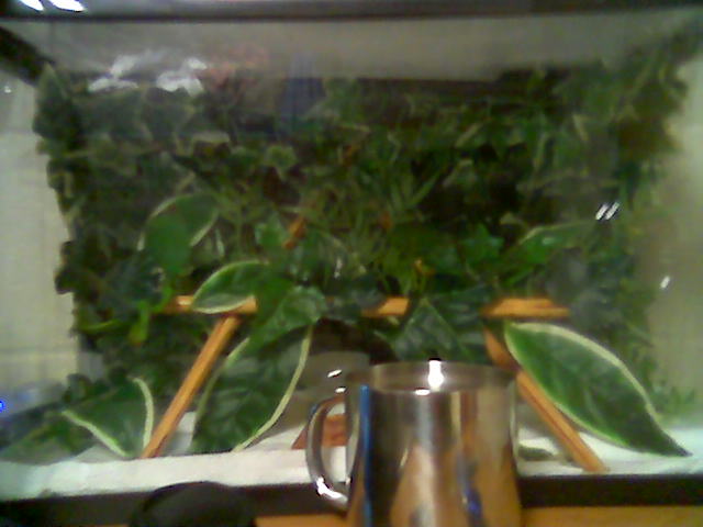 Gecko House