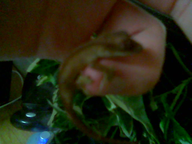 Gecko on Finger