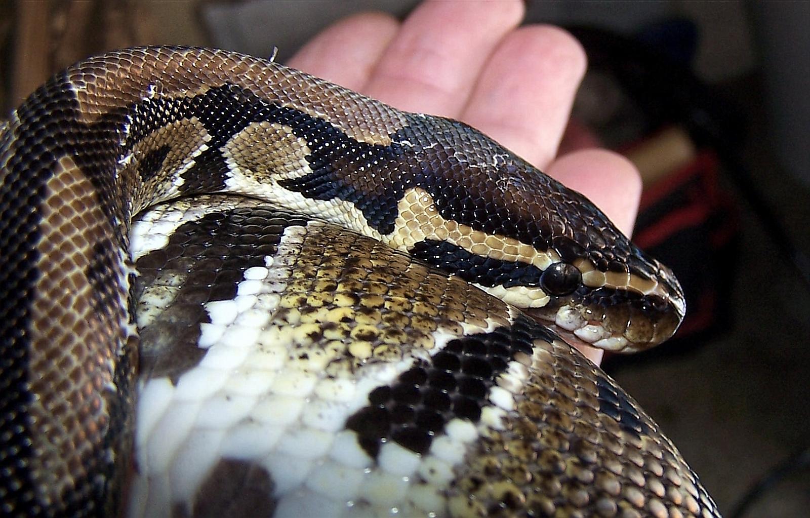 Herman the Ball Python