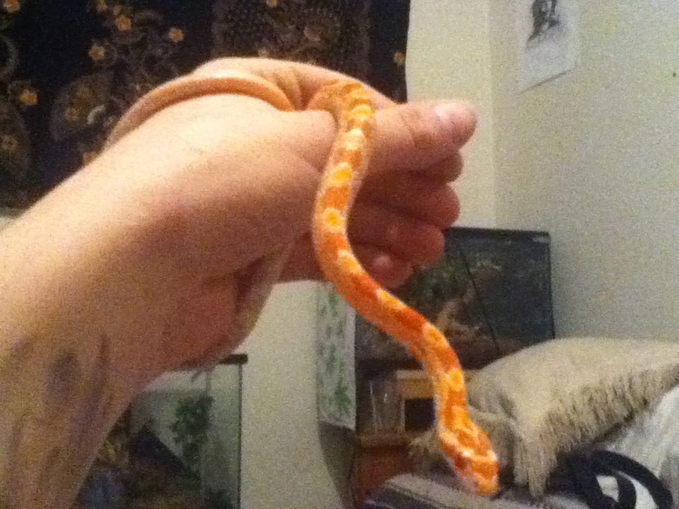 Half Albino Corn snake