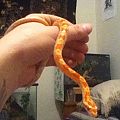 Half Albino Corn snake