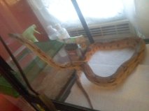hypo red tail boa