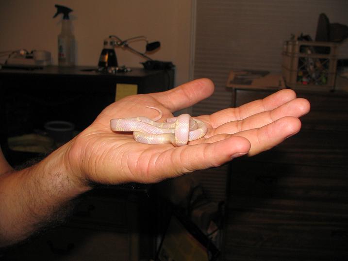 Albino King